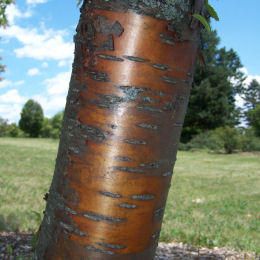 'Cerisier de Mandchourie ''Amber Beauty'' / Prunus maackii ''Amber Beauty'''